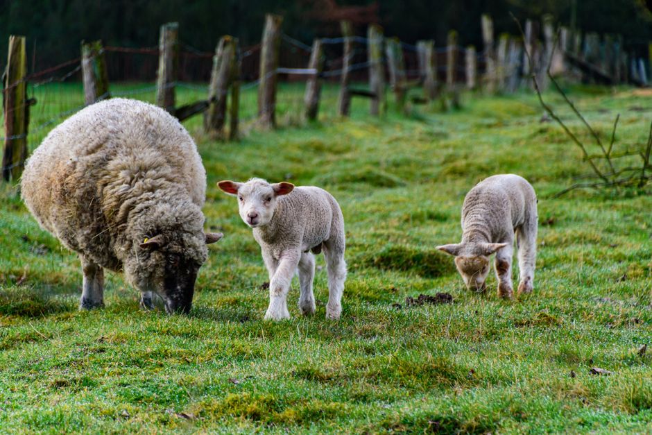 Sheep and lambs grazing in a green pasture in Coesfeld, Germany during spring.