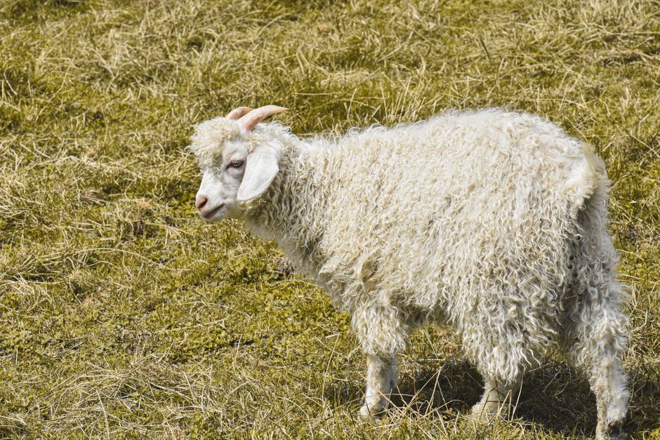 Angora sheep with soft curly wool grazing in a lush meadow.
