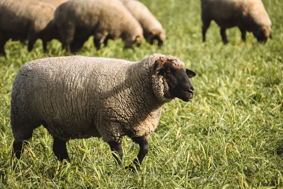 A flock of sheep grazing on lush green grass in a sunny outdoor setting.
