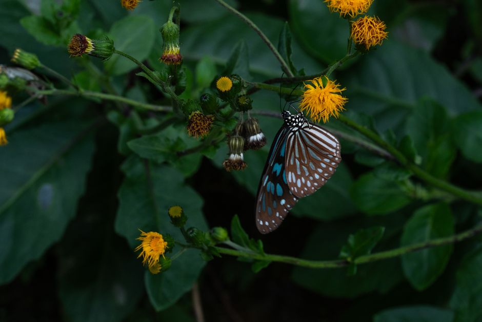 Close-up of a blue and brown butterfly perched on vibrant yellow flowers in a lush green setting.